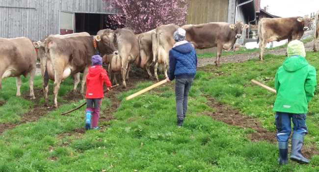 Kinder treiben Kühe