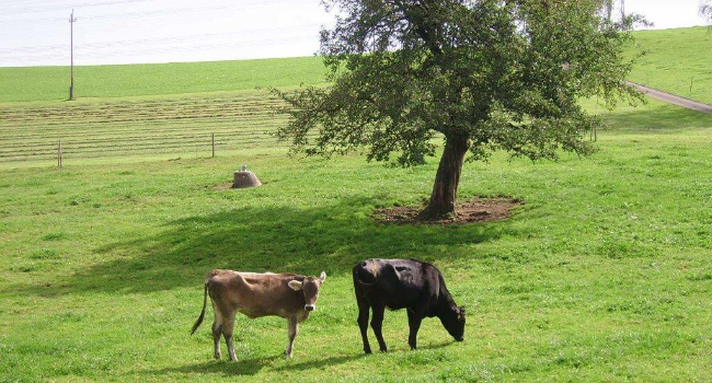 Kühe auf der Wiese