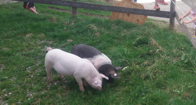 Schweine im Gehege